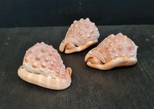 SEA SHELLS CYPAECASSIS RUFA