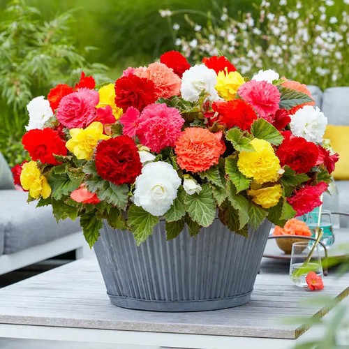 Begonia ruffled fimbriata - begonia,