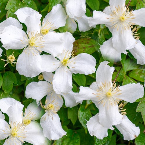 Clematis montana grandiflora - clematis,