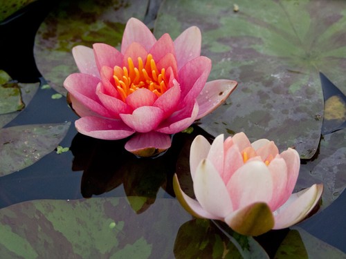 Multi listing live water - listing,