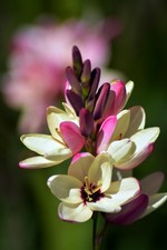 20 x Ixia Hogarth Bulbs Summer
