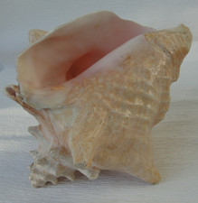 Large Pink Conch Shell