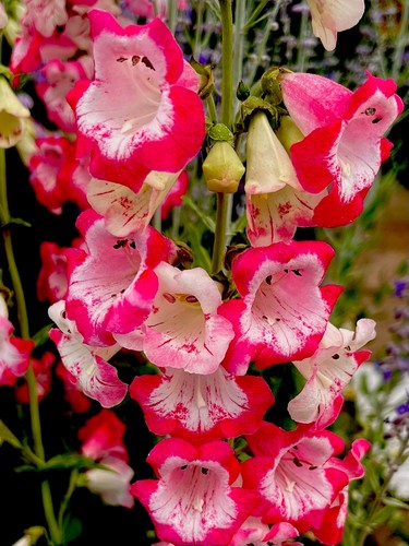 Campanula pink white - pink/white, bell