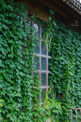 100 virginia creeper seeds - 100,