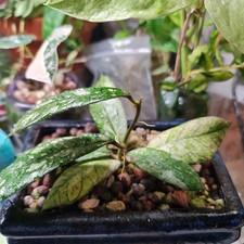 Hoya Gunung Gading Ghost Rare Fresh 1x Leaf Cutting Tropical Houseplant