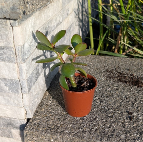 Succulent crassula ovata jade - ovata,