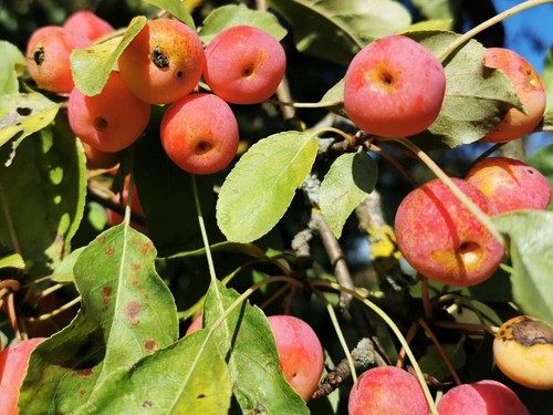 Plum leaved crabapple malus - plum,