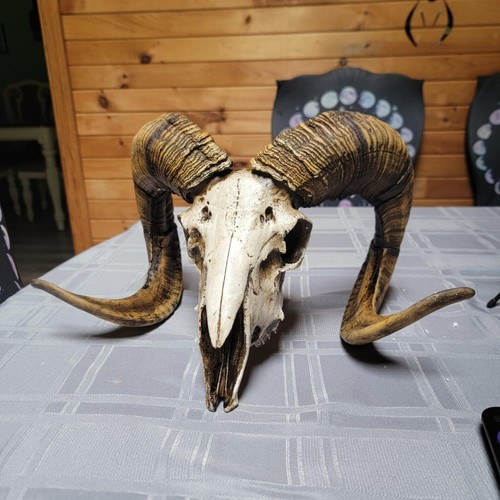 Bighorn sheep ram skull - sheep,