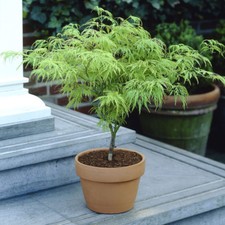 Japanese Acer Dissectum