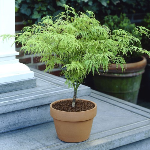 Japanese acer dissectum - acer,