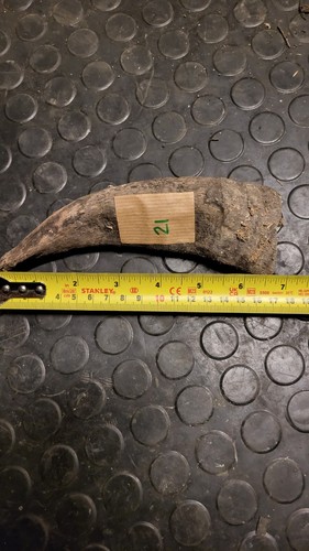 Old large horn craft - large, stick