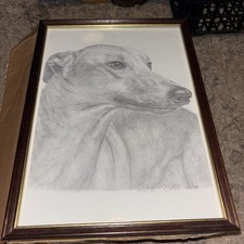 Pencil Drawn Greyhound Picture