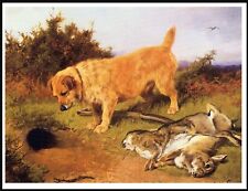 NORFOLK TERRIER RABBIT HUNTING