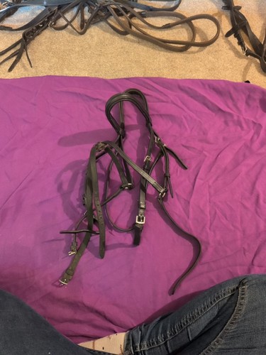 Older style grackle - grackle, bridle