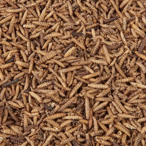 Calci worms wild bird food - calci,