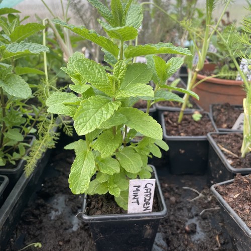 Garden mint herb plant - mint,