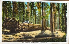 California Sequoia Giant Forest Auto Log Antique Postcard c1920