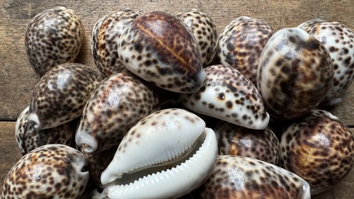 Leopard tiger cowrie - leopard,