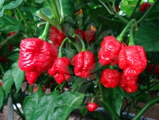 Trinidad Scorpion Moruga Super