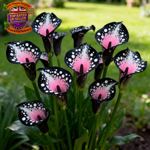 Perennial calla lily bulbs - calla,