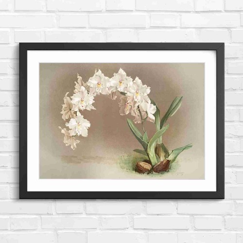 Vintage white orchid arch - vintage,