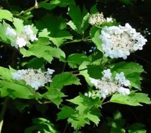 Guelder rose shade - rose, loving