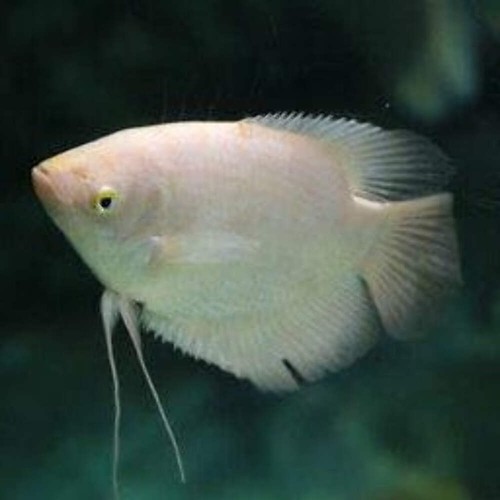 Gold giant gourami inch - giant,