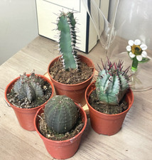 4 different Euphorbia