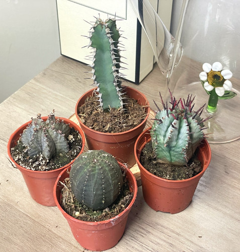Different euphorbia - 4,