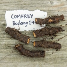 Comfrey Bocking 14 X5 5CM Root