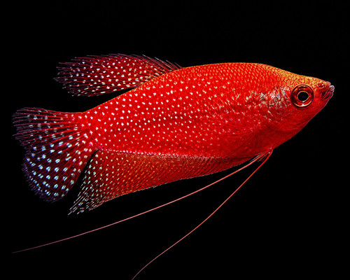 Starfire red pearl gourami - starfire,