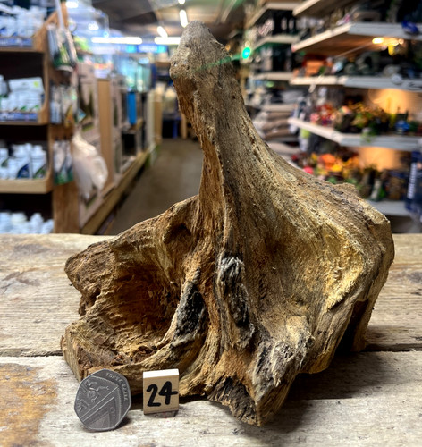 Derwen oak bogwood 44cm - oak, 21-44cm
