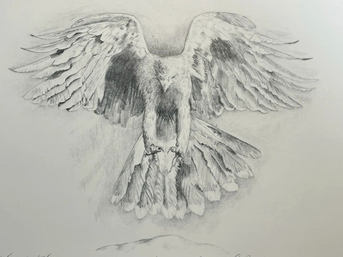 Harris hawk print signed - print,