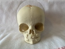 Human Fetal Baby Infant