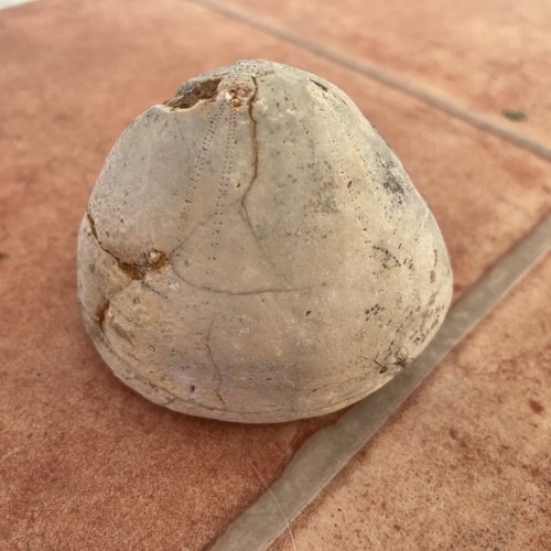 Natural unpolished urchin - unpolished,