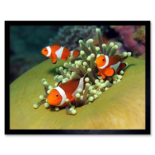 Clown anemone fish - anemone, marine