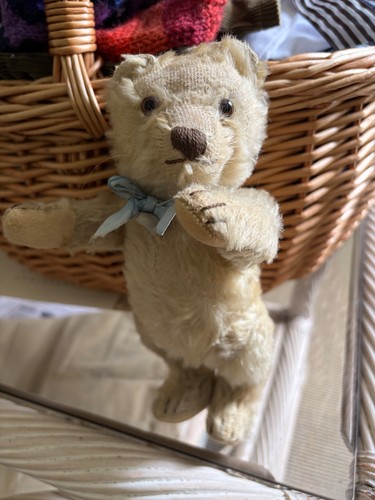 Steiff bear circ - circ, 1950