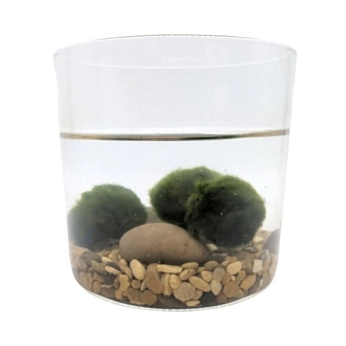 Moss balls marimo - balls,