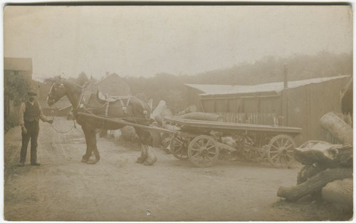 Shire horse working - shire,