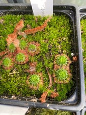 Drosera roseana - Pygmy Sundew