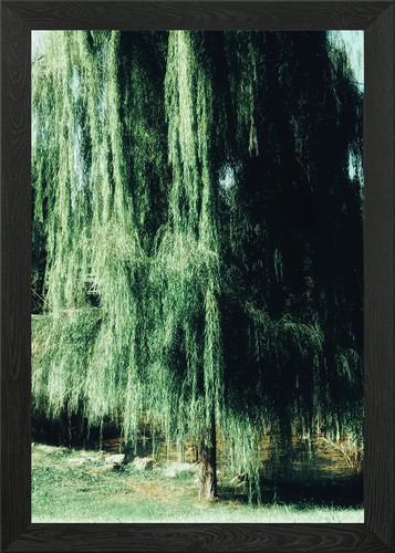 Weeping willow tree framed - willow,