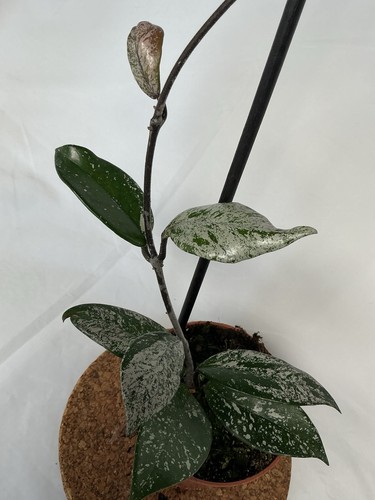 Hoya carnosa stardust - hoya,