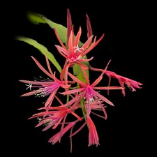 Epiphyllum 'George's