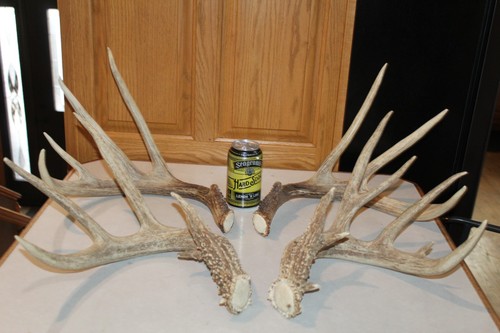 Fresh matched sets whitetail - 2,