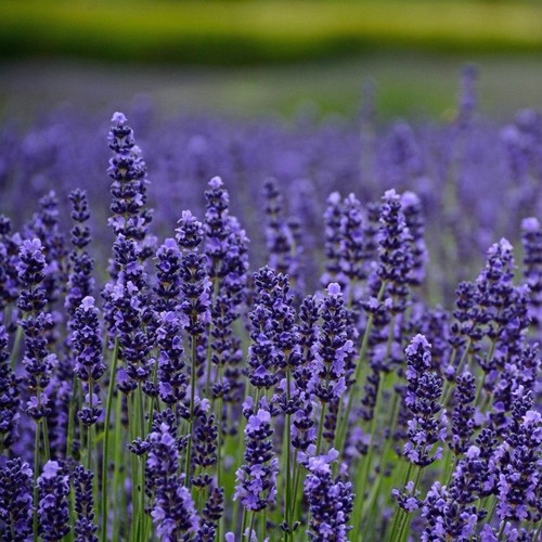 Lavender munstead 6 - lavender, |