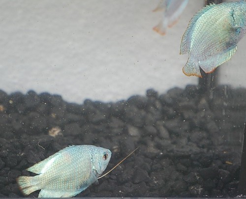 Powder blue dwarf gourami - powder, –