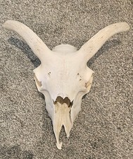  Sheep Skull taxidermy art