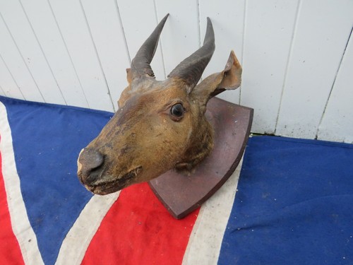 Distressed old taxidermy - distressed,