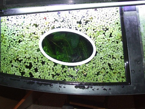 Delmaring floating plant - delmaring,