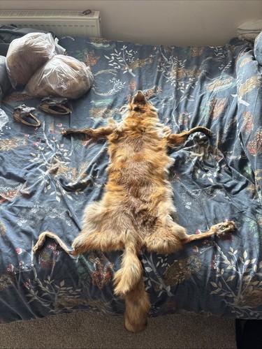 Taxidermy fox skin - taxidermy,